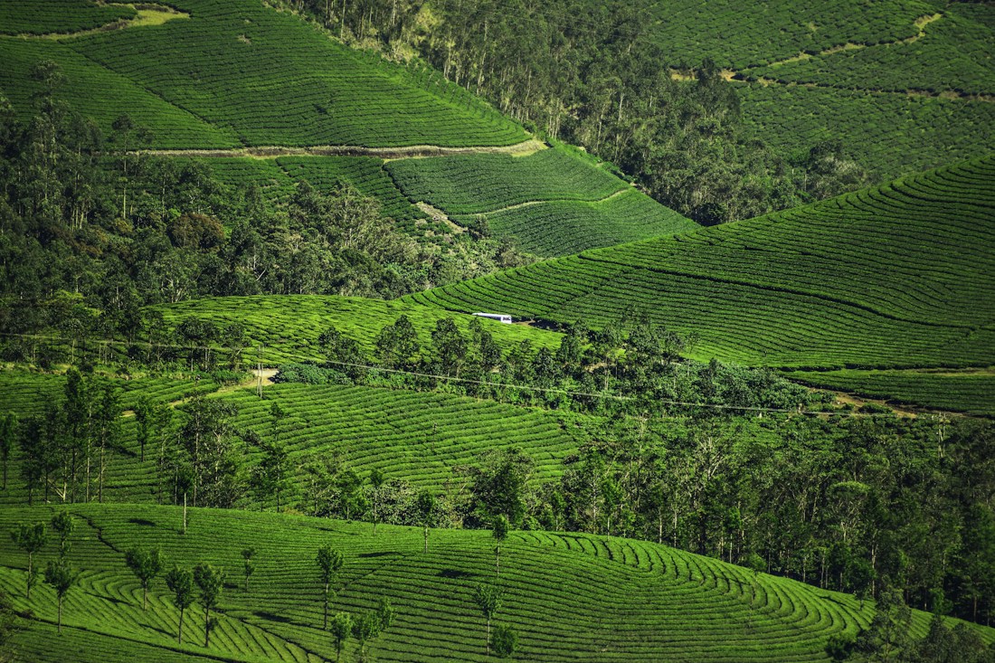 Tea gardens across the green hills of Munnar, Kerala
